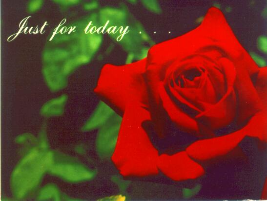 The Rose of Today
